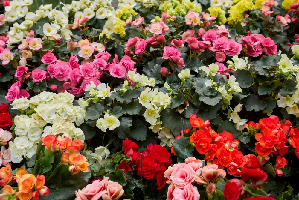 Begónia hľuznatá (Begonia Tuberhybrida)
