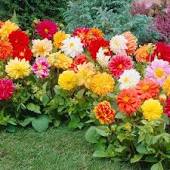 DALIA (Dahlia)