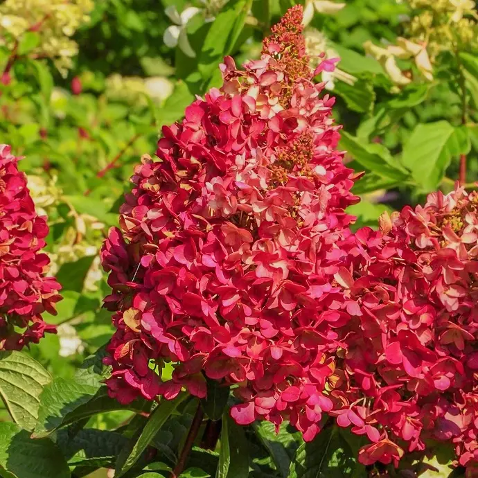 Hortenzia metlinatá (Hydrangea paniculata) "Wims Red"