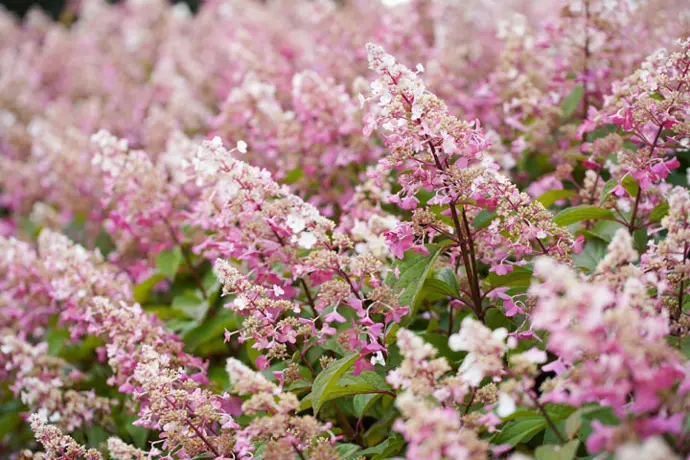 Hydrangea paniculata Candlelight km, C7,5 