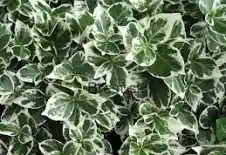 Euonymus fortunei "Emerald Gaiety", C2 40/60
