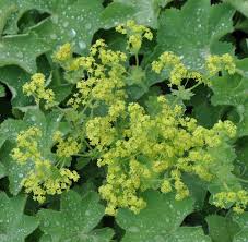 Alchemilka mäkká "Irish Silk" (Alchemilla mollis)