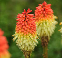 Fakľovka "Royal Castle" (Kniphofia uvaria)