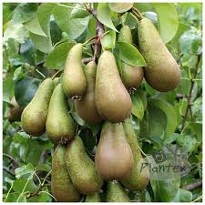 Hruška obyčajná (Pyrus communis) "Konferencia"