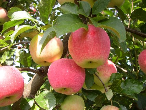 Jabloň domáca (Malus domestica) "Florina"