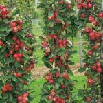 Jabloň domáca (Malus domestica) "Redcats" stĺpovitá jesenná