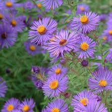 Astra kopcová "Aqua Compact" (Aster amellus)