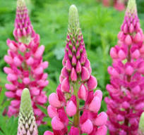 Lupinus polyphylus "Legendary Rose Shades"