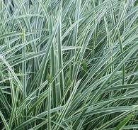 Ostrica japonská "Ice Dance" (Carex morrowi)