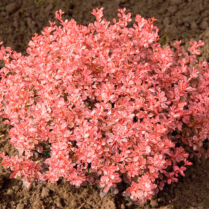 Berberis thun. Inspiration, C2