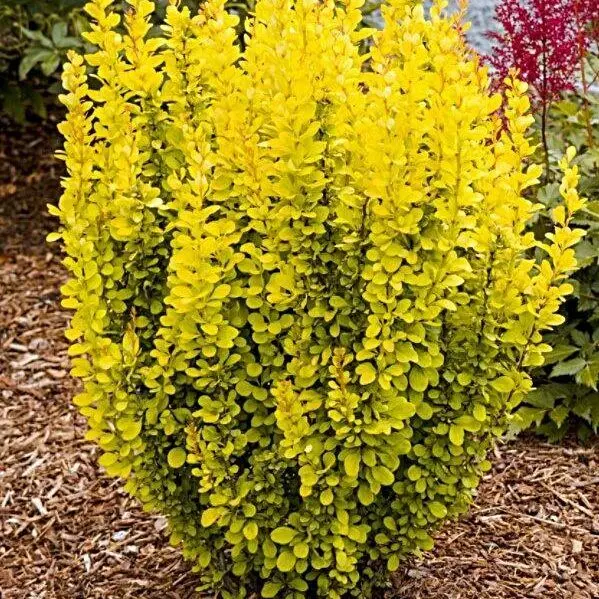 Berberis thun. Maria, C2