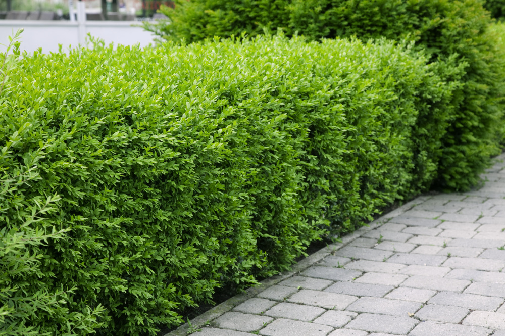 Vtáči zob obyčajný (Ligustrum vulgare), C5 60/80
