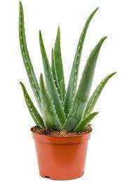 Aloe