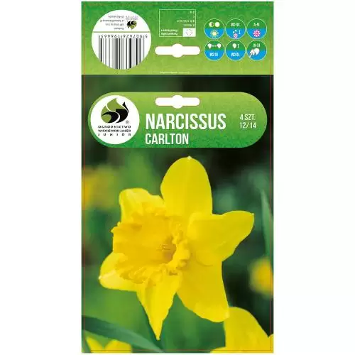 Narcis Carlton 4ks (12-14)