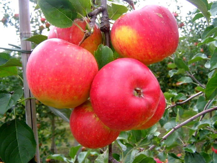 Jabloň domáca (Malus domestica) "Rubinola"