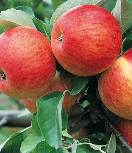 Jabloň domáca (Malus domestica) "Pinova"