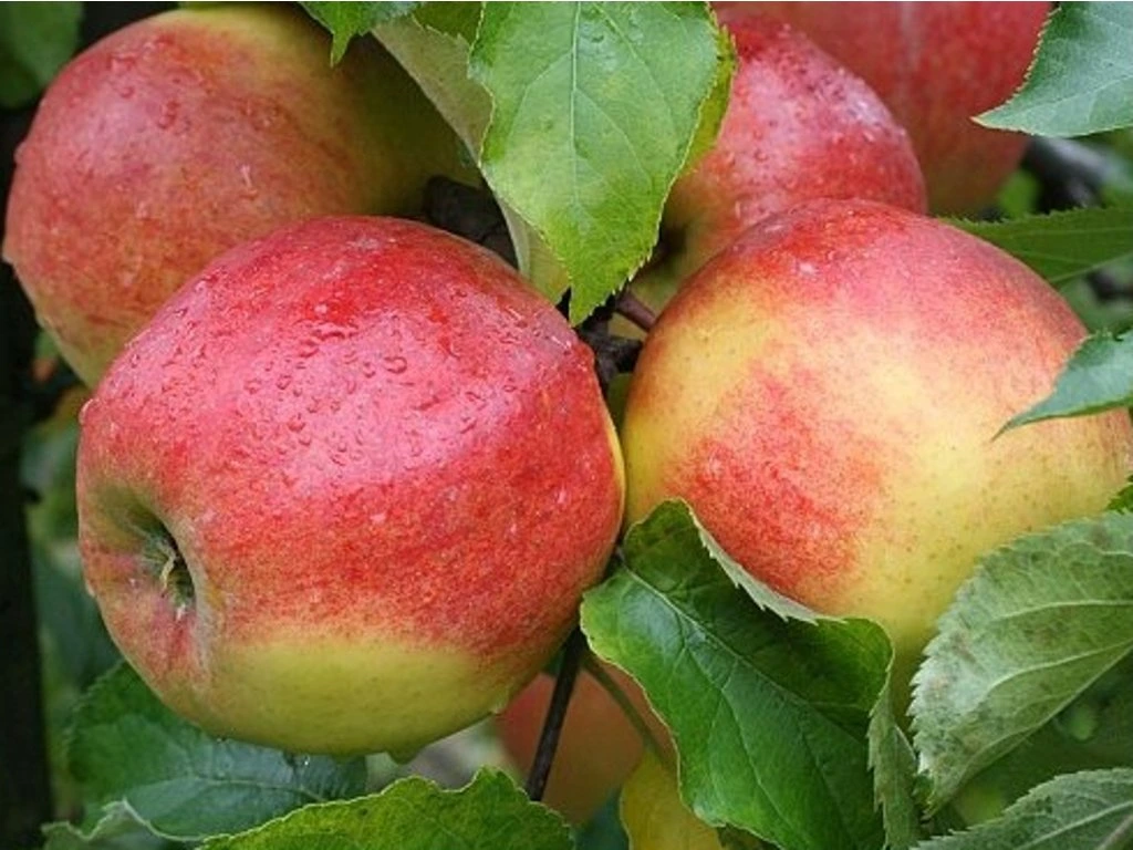 Jabloň domáca (Malus domestica) "Jonagold"