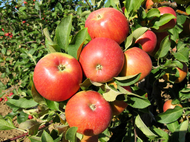 Jabloň domáca (Malus domestica) "Šampion"