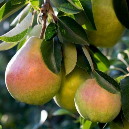 Hruška obyčajná (Pyrus communis) "Wiliamsová" 