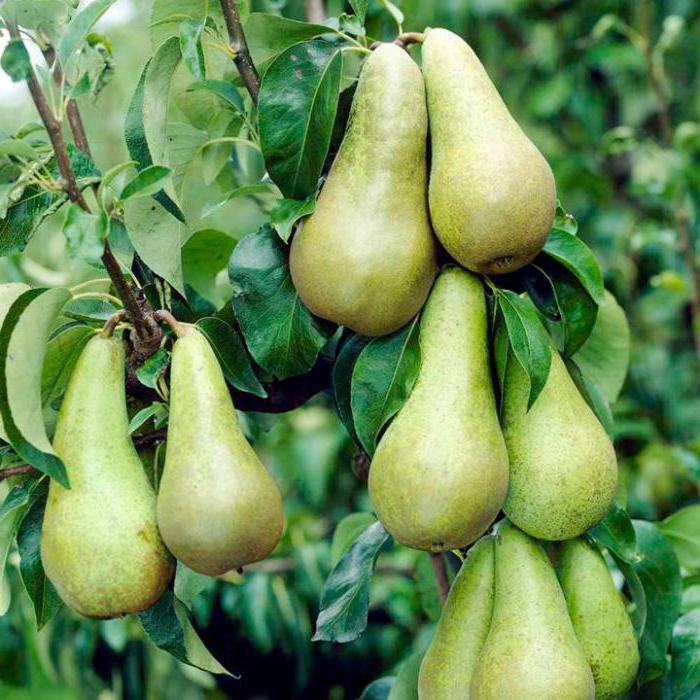 Hruška obyčajná (Pyrus communis) "Konferencia"