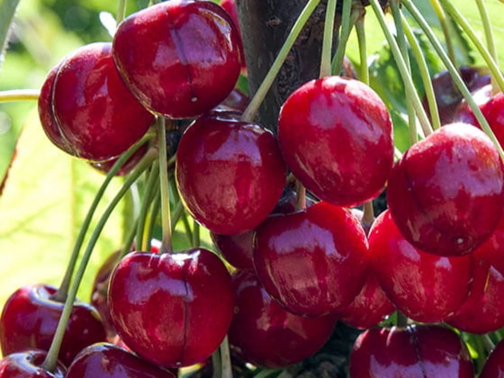 Čerešňa vtáčia (Prunus avium) "Sweatheart"