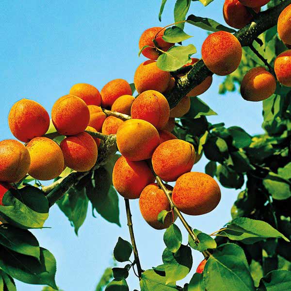 Marhuľa obyčajná (Prunus Armeniaca) "Goldrich"