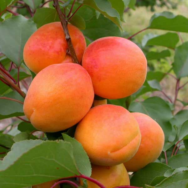 Marhuľa obyčajná (Prunus Armeniaca) "Maďarská"