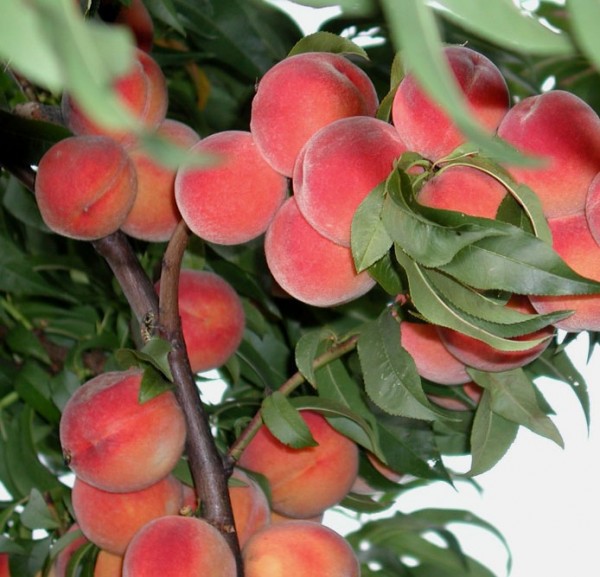 Broskyňa obyčajná (Prunus persica) "Flamingo"