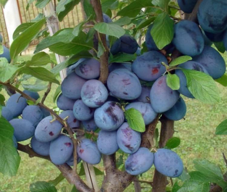 Slivka domáca (Prunus domestica) "Čačanská lepotica"