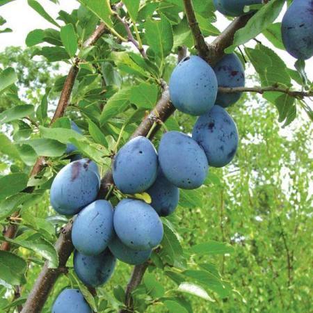 Slivka domáca (Prunus domestica) "Toptaste"