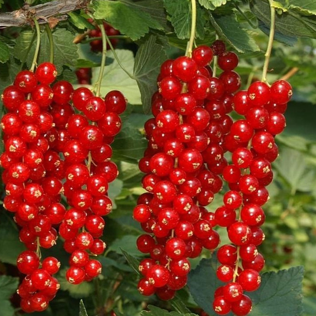 Ríbezľa červená (Ribes rubrum) "Rovada", stromčeková