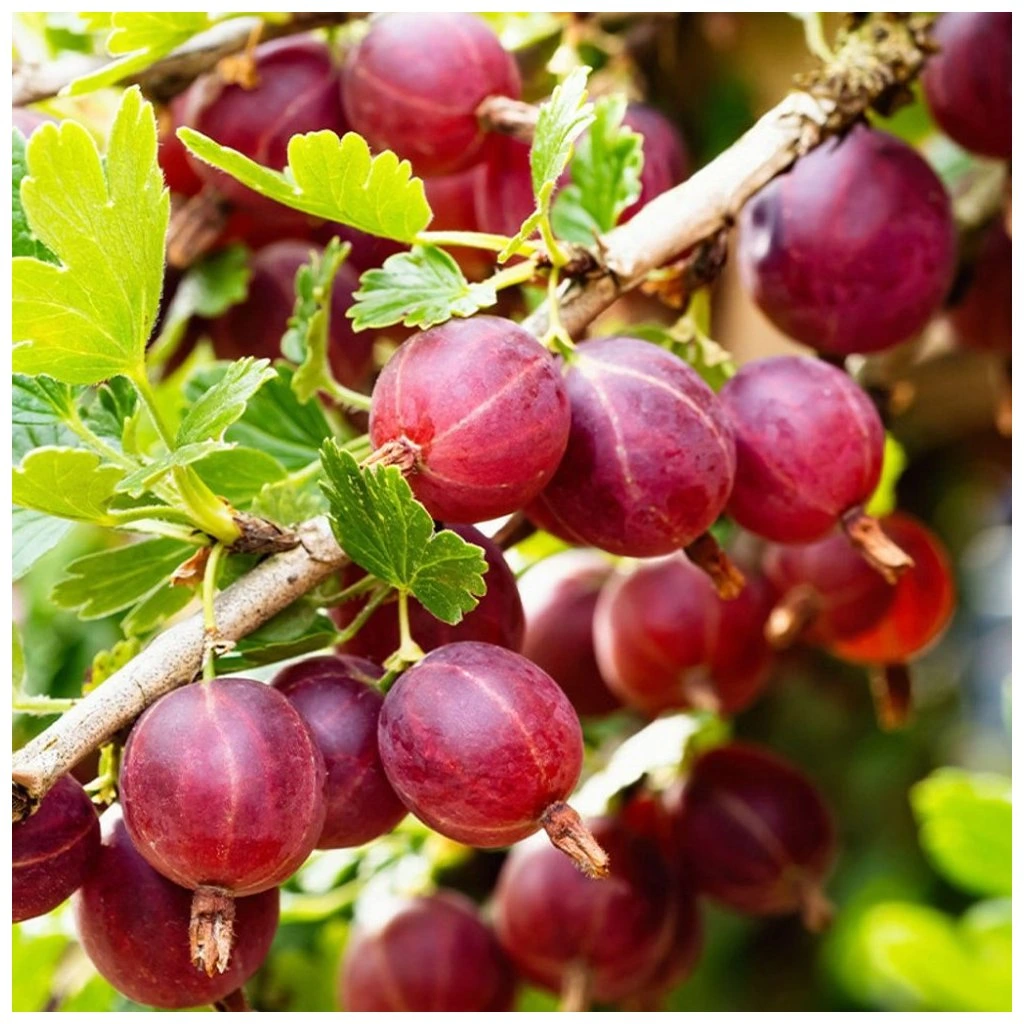 Egreš obyčajný(stromčekový) (Grossularia uva-crispa) "Captivator" (červený),voľnokorenný