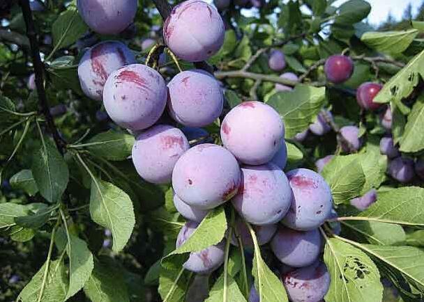 Ringlota (Prunus domestica subsp. italica) "Althanová"