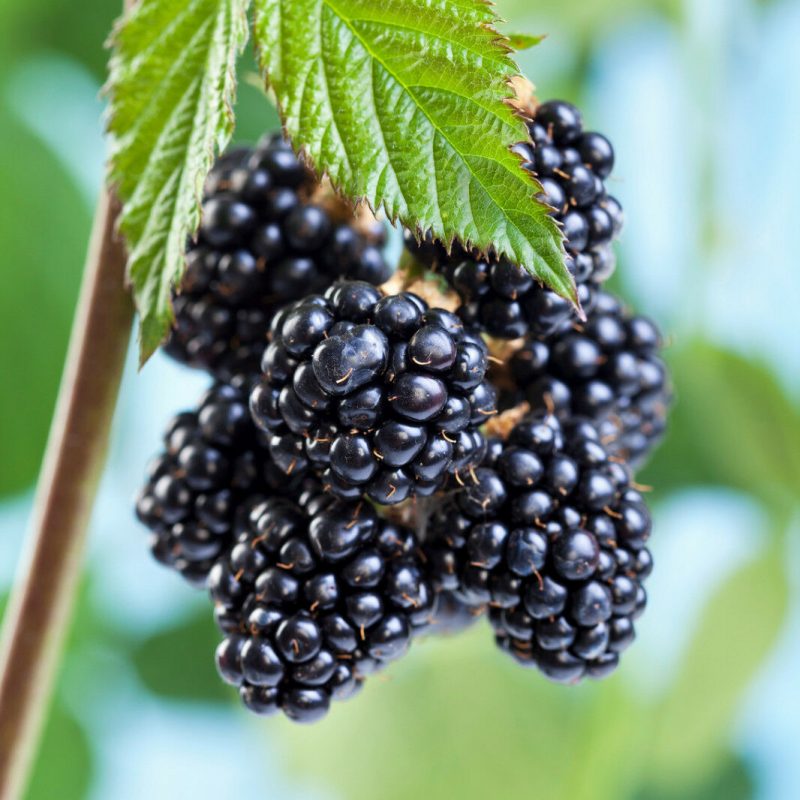 Černica nepichľavá (Rubus fruticosus) "Black Satin"