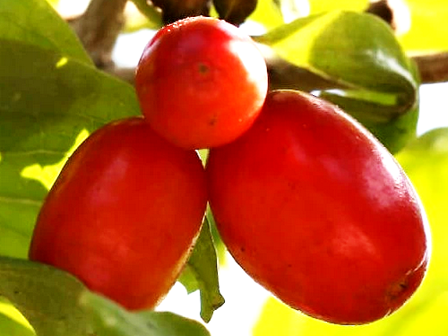 Drieň obyčajný (Cornus Mas) "Kazanlak", C5L 70-90cm