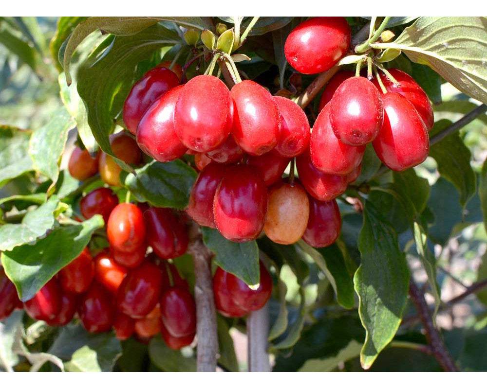 Drieň obyčajný (Cornus mas) "Pancharevo" C5L, 70-90cm