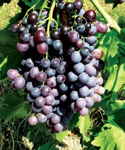 Vinič stolový (Vitis Vinifera) "Kismis Moldavskij"
