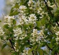 [26150] Amelanchier alnifolia Obelisk km 200