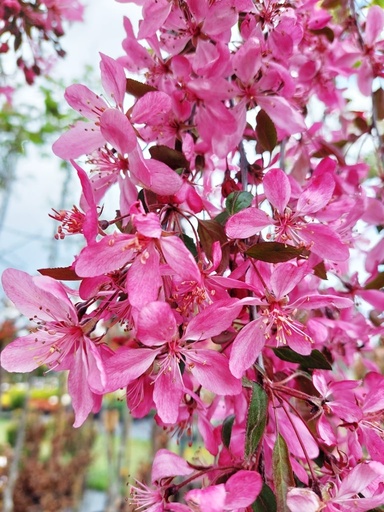 [27365] Jabloň (Malus) "Royal Beauty" 180 cm