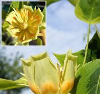 [25791] Ľaliovník tulipánokvetý (Liriodendron tulipifera) "Aureomarginatum" 200