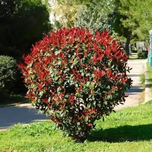 [26717] Photinia Fraseri Red Robin