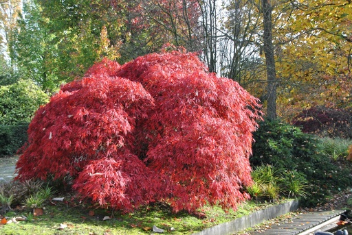 [27969] Salix caprea Pendula 120km