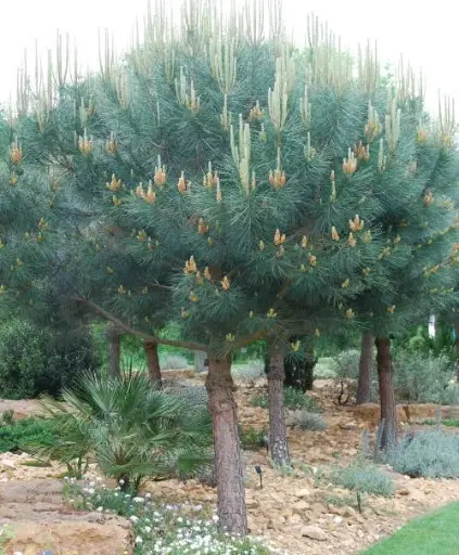 [27491] Pinus Pinea clt 18 125-150 10-12