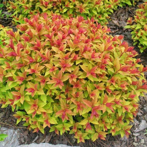 [27760] Tavoľník japonský (Spirea japonica) "Goldflame"