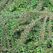 [21105] Thuja occ Hoseri
