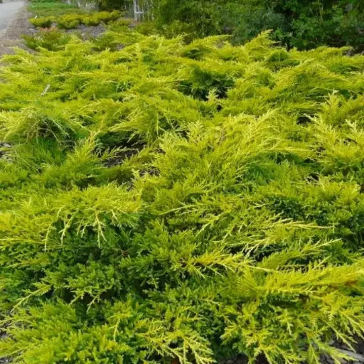 [22889] Juniperus Gold Star