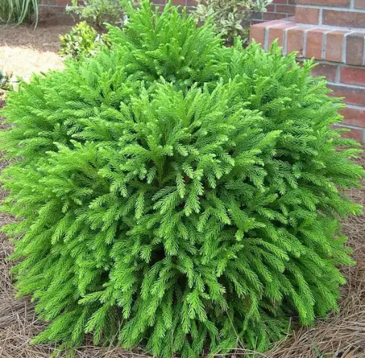 [27962] Kryptoméria japonská (Cryptomeria japonica) "Globosa Nana" 25/30