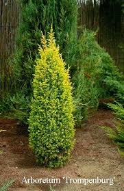 [27746] Borievka (Juniperus) "Gold Cone"