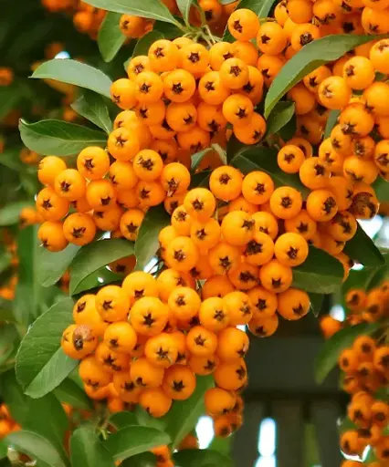 [20969] Pyracantha Soleil dOr 40 RK2