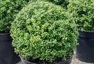 [5242] Cezmína vrúbkovaná (Ilex crenata)